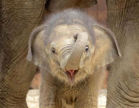 Baby Elephant Love The Hair Baby Animals Pinterest