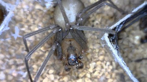 Brown Recluse Spider Information From Kansas State University Youtube