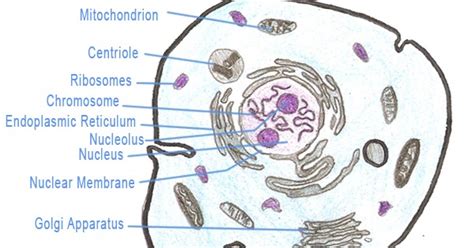 Learn vocabulary, terms and more with flashcards, games and other study tools. Le Awesome Study Blog: Introduction to CELLS