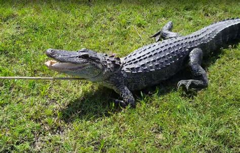 6 Foot Alligator Caught In Missouri City Homeowners Backyard