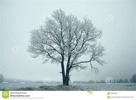 Lonely Tree Stock Photo Image Of Frosted Field Depression 56959368