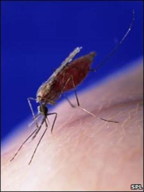 Malaria Funding Falling Short Bbc News