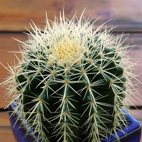 There are several types of cactus you can eat but only if you know about it in depth. Pin on garden for profit