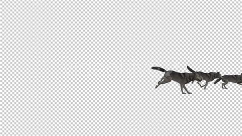 Wolfpack Run Animation 19378455 Videohive Download Fast Motion Graphics