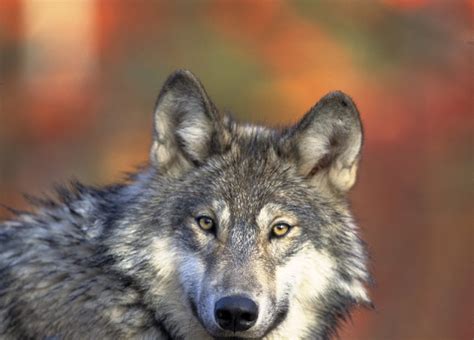 Wolf Howl: Center (for Biological Diversity) Goes to Court for Mexican ...