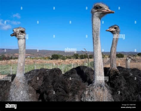 Ostriches Are Seen On A Working Ostrich Farm In Oudtshoorn South
