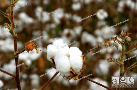 Cotton Plant Stock Photo Picture And Low Budget Royalty Free Image