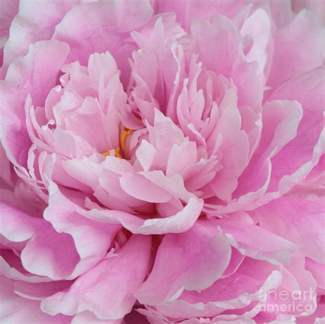 Pink Peonies Petals Photograph By Carol Groenen Fine Art America