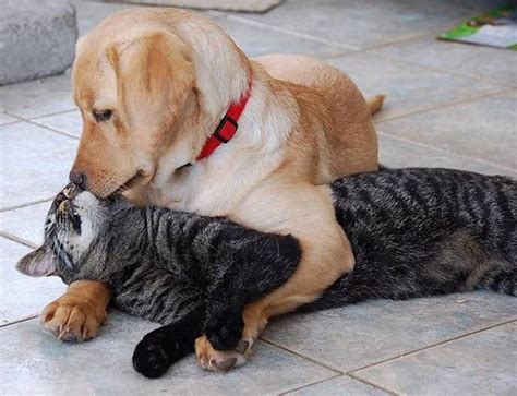 Top 10 Funny And Weird Images Of Cat And Dog Love Each Other ~ Must See