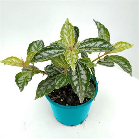 Pilea Cadierei Aluminium Plant 140mm Perth Only The Jungle Collective