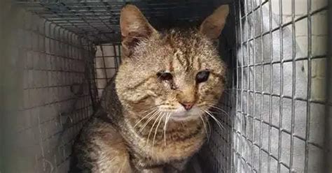 Blind Feral Stray Cat Transforms Into Friendliest Pet After Hard Life