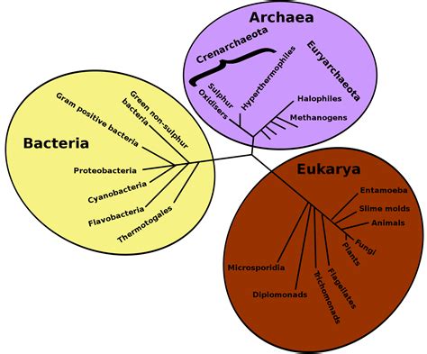 Archaea Cswd