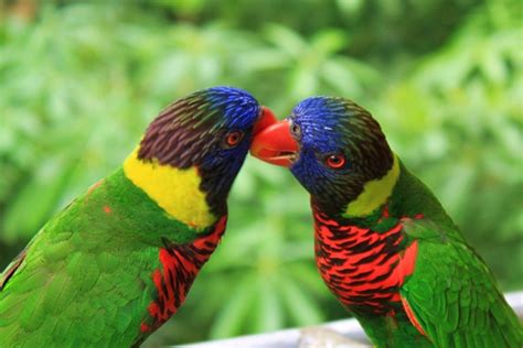 Love Birds Kissing 04