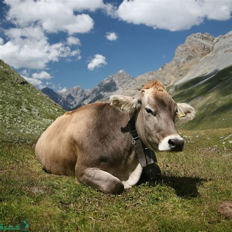 كم تنتج البقرة من الحليب في اليوم