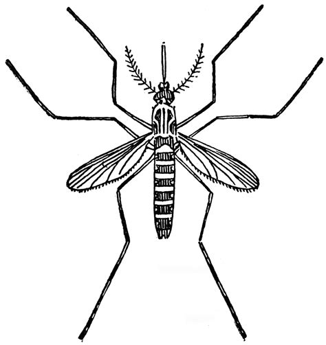 Stegomyia Clipart Etc