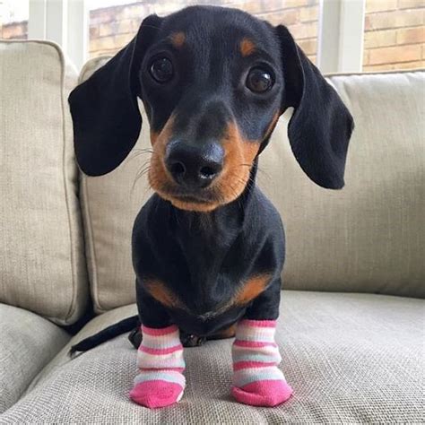 20 Crazy Adorable Dogs Wearing Socks Is Just What You Need Cute Dogs