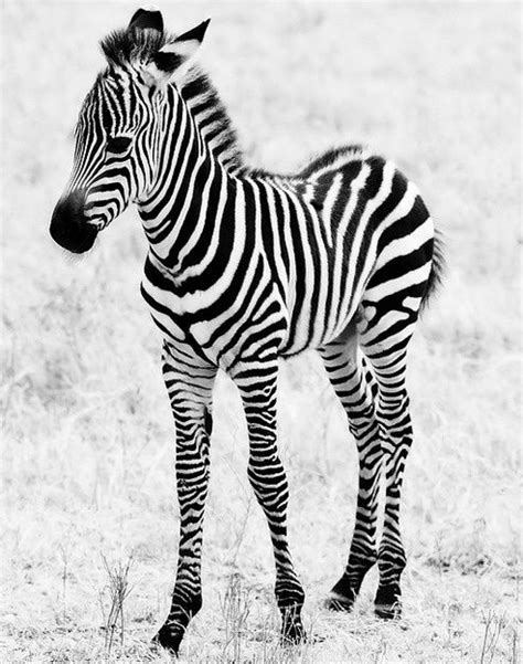 Cute Baby Zebra Archives Funnyexpo