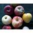 Letters From Shenanigan Valley Idaho HERITAGE HEIRLOOM APPLES
