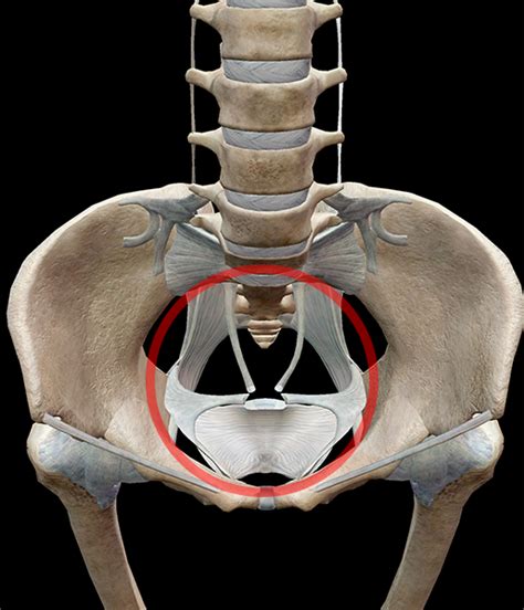 3D Skeletal System: 5 Cool Facts about the Hip Bones