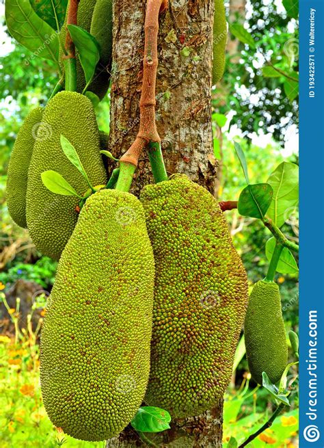 Jackfruits Delicious Fruit Grow At Tree Stock Image Image Of Rizal