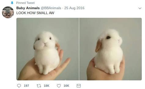 Fact Check Is This A Real Bunny