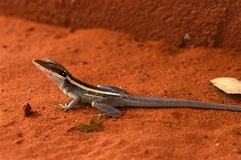 Australian Lizard Reptiles And Amphibians Lizard Animals