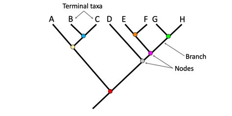 Which Best Describes A Branch Point In A Phylogenetic Tree Alexandergroho