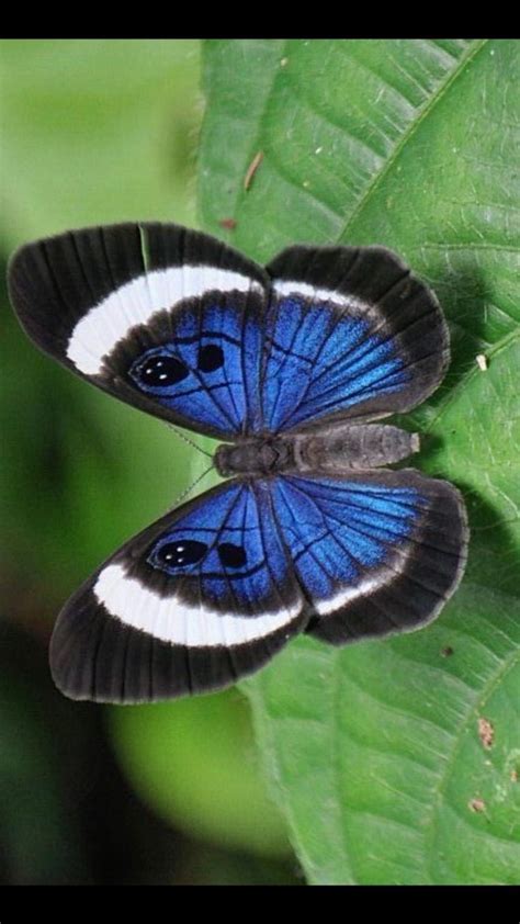 Pin By Arlindo Balisa On Borboletas Raras Butterfly Species Most Beautiful Butterfly