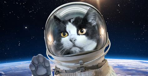 Campaign To Remember First And Only Cat In Space Succeeds With New