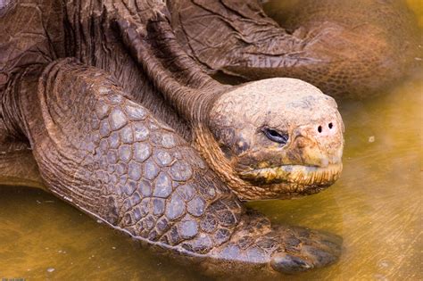 Giant Tortoise Galápagos Islands Ecuador Andrew Miller Flickr