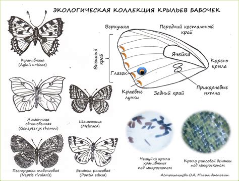 Магия Биологии: КАК СОБРАТЬ ЭКОЛОГИЧЕСКУЮ КОЛЛЕКЦИЮ БАБОЧЕК
