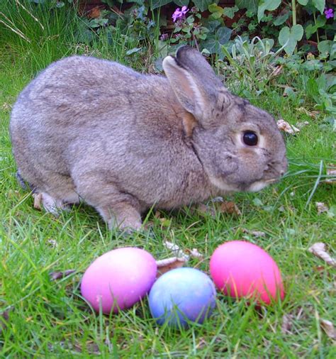 Destination Knowlton Easter Bunny Refuses To Visit Brome Lake
