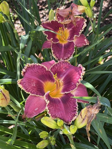 Photo Of The Bloom Of Daylily Hemerocallis Raspberry Goosebumps