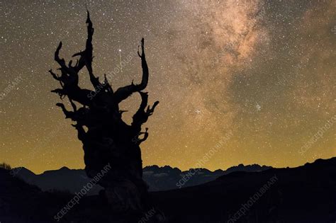 Milky Way Over Bristlecone Pine Usa Stock Image C0345193