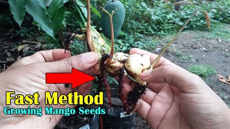 How To Grow Mango From Seed Youtube