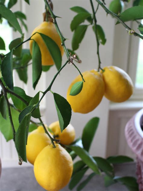 How To Revive A Fussy Meyer Lemon Tree Hgtv