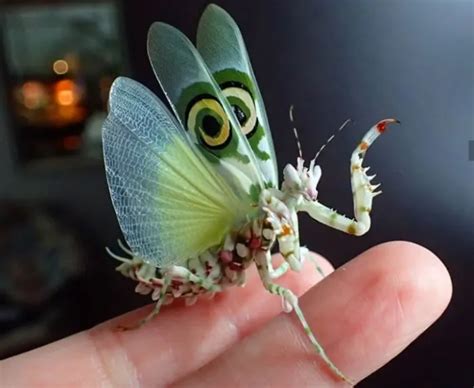 Top 10 Most Beautiful Insects In The World Owlcation Education