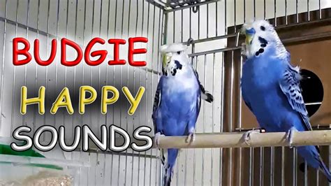 Budgie Sounds For Lonely Budgies 1 Hour Budgies Singingمرغ عشق Youtube