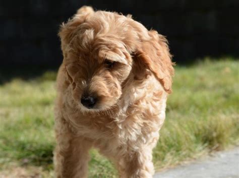 It is slated to come out fall 2010. Mini Goldendoodle Tennessee | Mini Goldendoodle