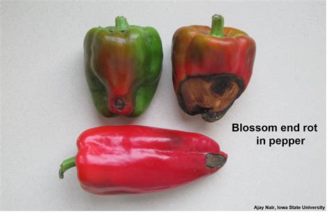Managing Blossom End Rot In Tomatoes And Peppers Iowa Specialty Crop