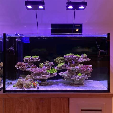 Build Thread Japanese Style Reef Tank Reef2reef Saltwater And Reef