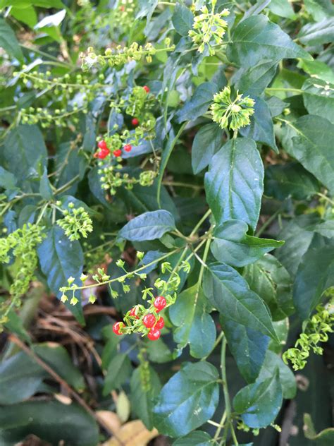 Plant Id Small Red Berries Central Queensland Raustralianplants