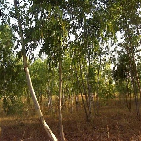 Composition refers to the way the various elements in a scene are arranged within the frame. (PDF) Remote sensing of woodland structure and composition ...