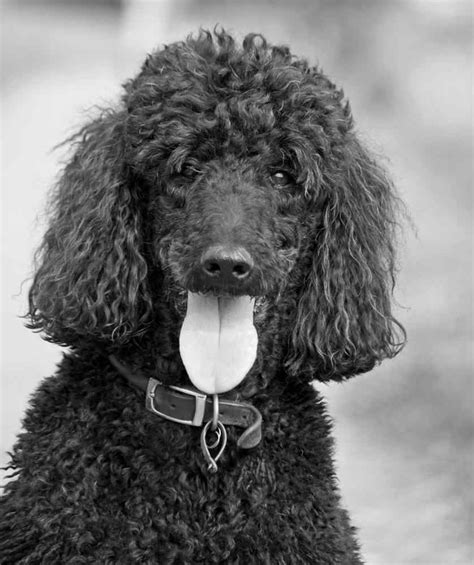 Are Standard Poodles Good Dogs What Science Says