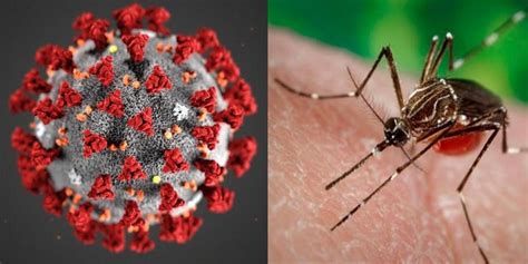 Registran Un Contagio Simultáneo De Dengue Y Covid 19