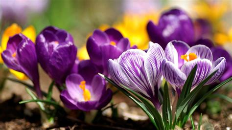 Purple Spring Flower Wallpaper 1371990
