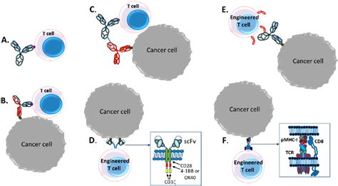 Figure From Bispecific T Cell Redirection Versus Chimeric Antigen