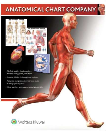 Select from premium anatomy charts images of the highest quality. Anatomy Overlay Chart : Start studying anatomy arm overlay.