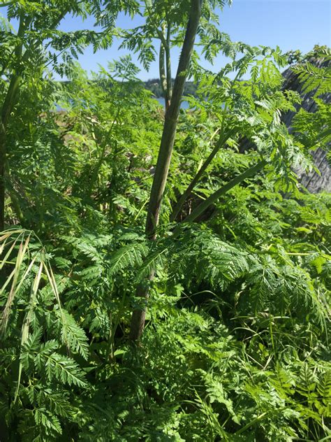 Be On The Lookout For Toxic Poison Hemlock Mason County