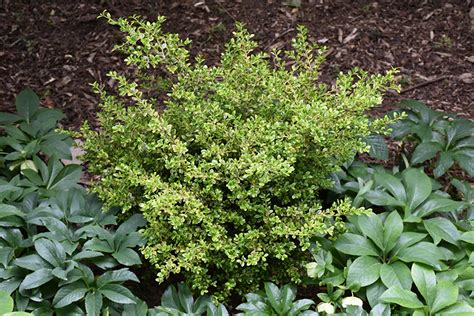 Golden Dream Boxwood Buxus Microphylla Peergold In Issaquah Seattle